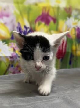 Domestic Short Hair Cats Available for Adoption in San Antonio, Texas - Jaffa | PetCurious