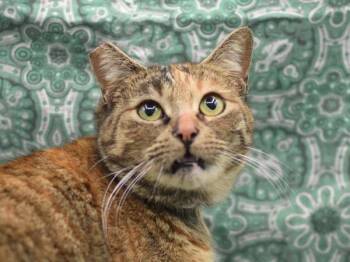 Domestic Short Hair Cats Available for Adoption - Foxy | PetCurious