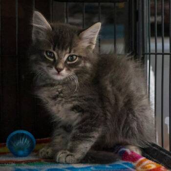 Ivan -  Domestic Medium Hair Cat for Adoption in Bradenton, Florida - Ivan | PetCurious