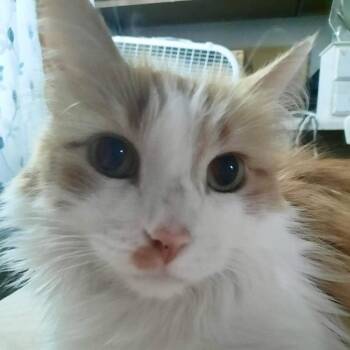 Knox -  Domestic Long Hair Cat for Adoption in Chicago, Illinois - Knox | PetCurious