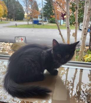 Rescue Domestic Medium Hair Cats for Adoption in Hamilton, Ontario - P Kittens Peanut And Popcorn | PetCurious