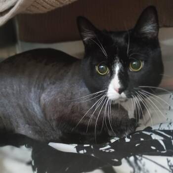 Stella -  Domestic Short Hair Cat Available for Adoption in Hyde Park, New York - Stella | PetCurious