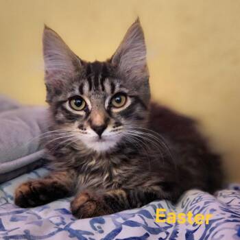 Easter -  Domestic Long Hair and Maine Coon Cat for Adoption in Longwood, Florida - Easter | PetCurious