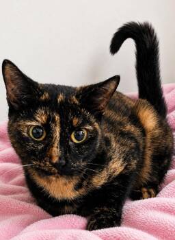 Jaden -  Domestic Short Hair Cat for Adoption in Labelle, Florida - Jaden | PetCurious