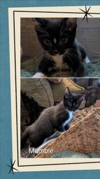 Mumbles -  Tuxedo Cat for Adoption in Oakley, California - Mumbles | PetCurious