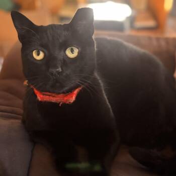 Domestic Short Hair Cats Available for Adoption - Luna | PetCurious
