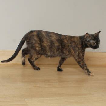 Marlo C68041 -  Domestic Short Hair Cat for Adoption in Minnetonka, Minnesota - Marlo C68041 | PetCurious