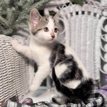 Domestic Short Hair Cats Available for Adoption in Eaton Rapids, Michigan - Pebble Pockets 56101 | PetCurious