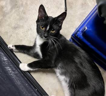Rescue Domestic Short Hair Cats for Adoption in Sandy Springs, Georgia - Alvin | PetCurious