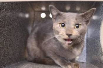 Rescue Domestic Short Hair Cats for Adoption in Weatherford, Texas - Claire | PetCurious