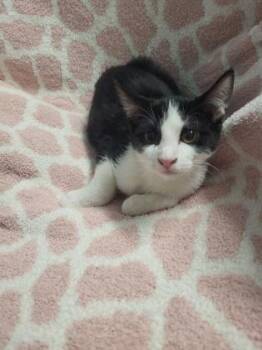Gasket -  Domestic Short Hair Cat for Adoption in Covington, Louisiana - Gasket | PetCurious