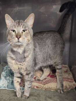 *KEATON -  Domestic Short Hair Cat for Adoption in Woodland, California - *KEATON | PetCurious