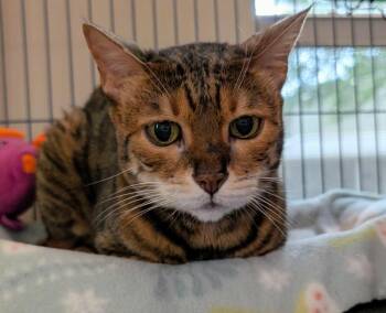 Bengal Cats Available for Adoption in Magnolia, Texas - Bambi | PetCurious