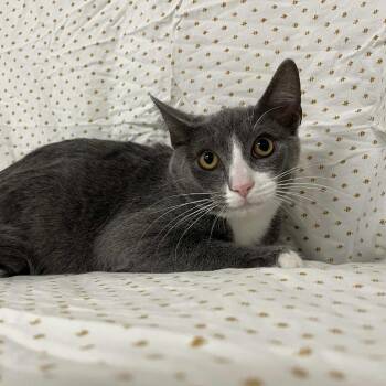 Rescue Domestic Short Hair Cats for Adoption in Lyndhurst, Virginia - Peregrine | PetCurious