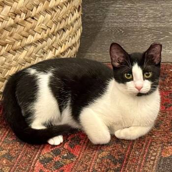 Rescue Domestic Medium Hair Cats for Adoption in Fort Belvoir, Virginia - Merriam Webster | PetCurious