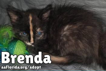 Brenda -  Domestic Medium Hair and Tortoiseshell Cat for Adoption in Pensacola, Florida - Brenda | PetCurious