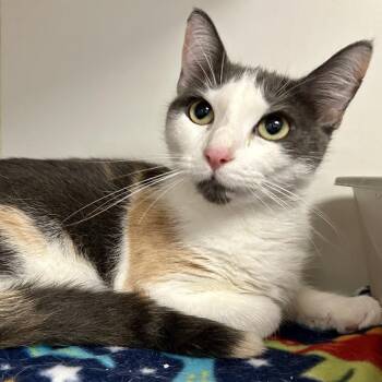 Domestic Short Hair Cats Available for Adoption - Calli | PetCurious