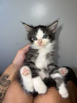 Squeaker -  Domestic Long Hair Cat for Adoption in Salisbury, North Carolina - Squeaker | PetCurious