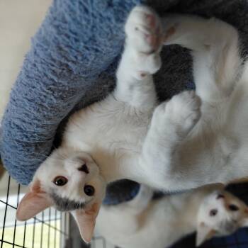 Rupert -  Domestic Short Hair Cat for Adoption in Littleton, New Hampshire - Rupert | PetCurious