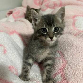 Solomon -  Domestic Short Hair Cat for Adoption in Baytown, Texas - Solomon | PetCurious