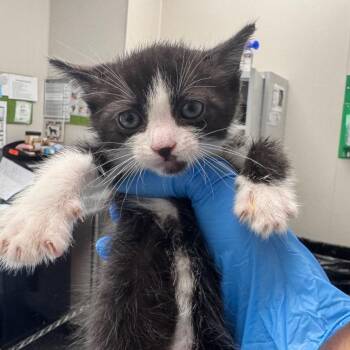 Domestic Short Hair Cats Available for Adoption in Columbiana, Alabama - Copy | PetCurious