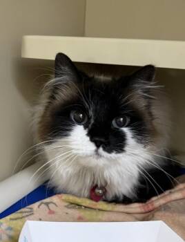 Bella Dolores Peaches -  Ragdoll Cat for Adoption in Arlington, Washington - Bella Dolores Peaches | PetCurious
