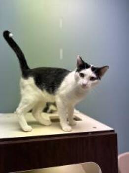 BROOKS -  Domestic Short Hair Cat for Adoption in Chillicothe, Ohio - BROOKS | PetCurious