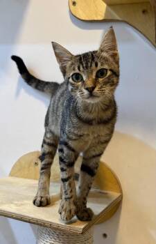 Olivia -  Domestic Short Hair Cat for Adoption in Mississauga, Ontario - Olivia | PetCurious