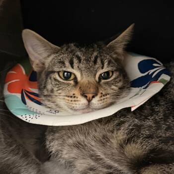 Desert -  Domestic Short Hair Cat for Adoption in Gainesville, Florida - Desert | PetCurious