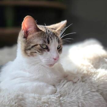 Domestic Short Hair and American Shorthair Cats Available for Adoption in Houston, Texas - Josephine (Bonded W/ Emma) - FeLV+ | PetCurious