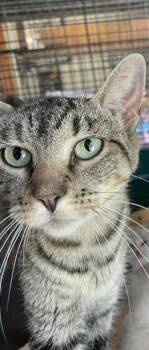 Rescue Domestic Short Hair Cats for Adoption in Saint Regis Falls, New York - April | PetCurious