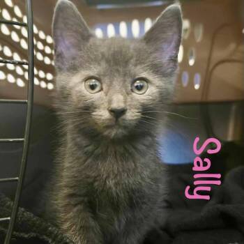 Sally -  Russian Blue and Domestic Short Hair Cat for Adoption in Reston, Virginia - Sally | PetCurious