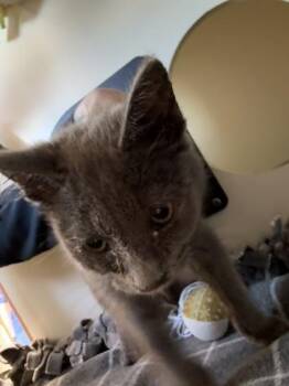 Tilly -  Domestic Short Hair Cat for Adoption in Pequot Lakes, Minnesota - Tilly | PetCurious