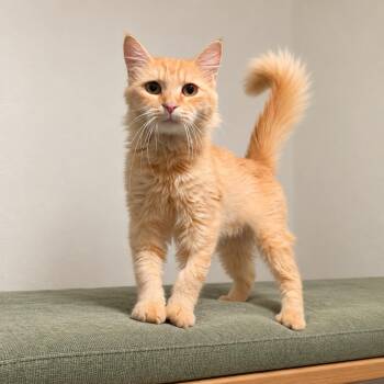 Marmalade -  Maine Coon Cat for Adoption in Mission Viejo, California - Marmalade | PetCurious
