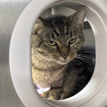 Rescue Domestic Short Hair Cats for Adoption in Middleburg, Florida - Elide 28186 | PetCurious