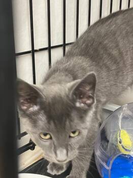 Otto -  Russian Blue Cat for Adoption in Lunenburg, Massachusetts - Otto | PetCurious