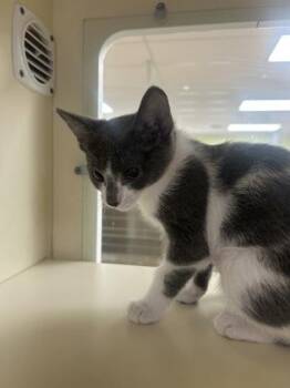 Domestic Short Hair Cats Available for Adoption in Cincinnati, Ohio - Tootsie Pop | PetCurious