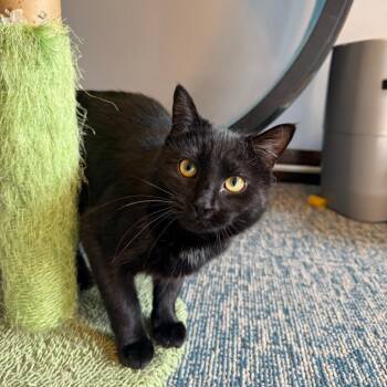 Domestic Short Hair Cats Available for Adoption - Ash Wednesday | PetCurious