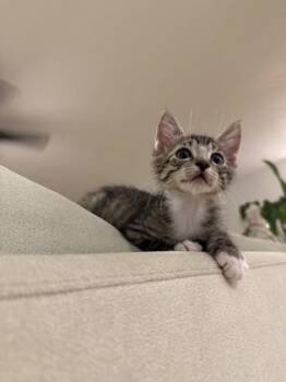 Brennan -  Domestic Short Hair Cat for Adoption in Honolulu, Hawaii - Brennan | PetCurious