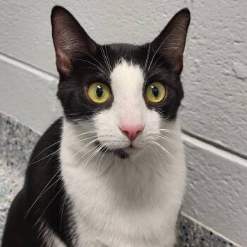 Petunia -  Domestic Short Hair Cat for Adoption in Dayton, Ohio - Petunia | PetCurious
