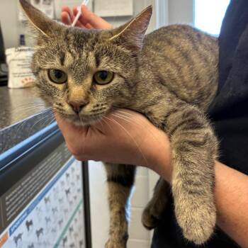Ellie -  Domestic Short Hair Cat for Adoption in Morganfield, Kentucky - Ellie | PetCurious