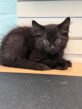 Vega -  Domestic Short Hair Cat for Adoption in Cape Coral, Florida - Vega | PetCurious