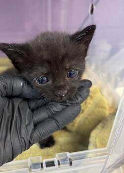 61764425 -  Domestic Short Hair Cat for Adoption in El Paso, Texas - 61764425 | PetCurious