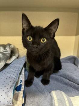 Flips -  Domestic Short Hair Cat for Adoption in New Hope, Pennsylvania - Flips | PetCurious