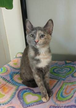 Rah-Rah -  Domestic Short Hair and Dilute Tortoiseshell Cat for Adoption in Bay City, Michigan - Rah-Rah | PetCurious