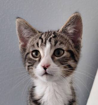 Domestic Short Hair and Tabby Cats Available for Adoption - Tonic | PetCurious