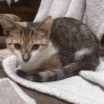 Lacey -  Domestic Short Hair Cat for Adoption in Flagstaff, Arizona - Lacey | PetCurious