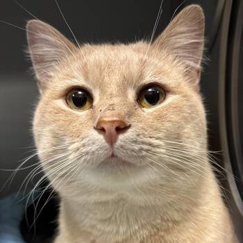 Domestic Short Hair Cats Available for Adoption - Clem | PetCurious