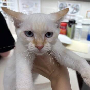 Brochacho -  Domestic Short Hair Cat for Adoption in Beaumont, Texas - Brochacho | PetCurious