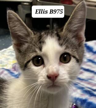 Ellis -  Domestic Short Hair Cat for Adoption in Morganton, North Carolina - Ellis | PetCurious